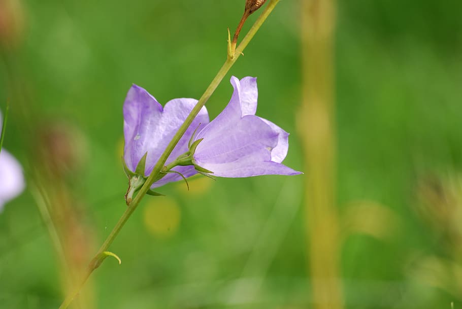 Purple Campanula Flowers Selective-focus Photography, bellflower HD wallpaper