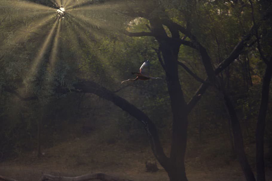 tree under rays, bird, animal, india, flying, ahmedabad, thol lake HD wallpaper