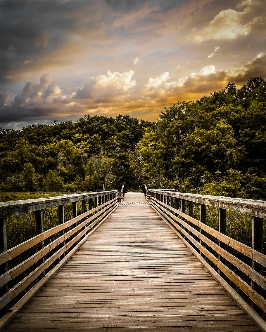 canada, toronto, forest, trees, hd wallpaper, trails, lake HD wallpaper