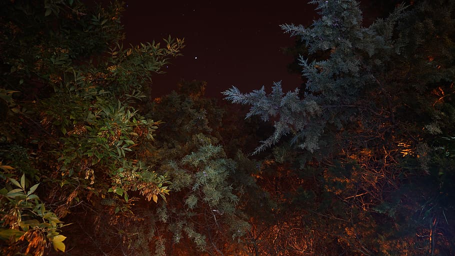 trees, forest, night, colors, stars, plant, growth, nature HD wallpaper
