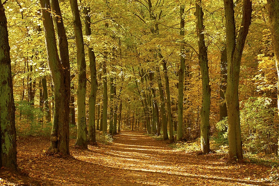 forest, light, heat, landscape, nature, trees, autumn, away HD wallpaper