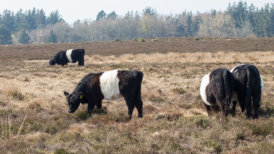 galloway, cows, cattle, expensive, heath, landscape, black HD wallpaper