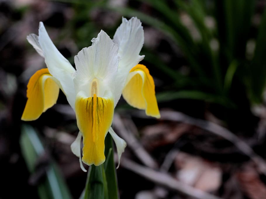 iris, white, yellow, spring, flower, garden, light, flowering plant HD wallpaper