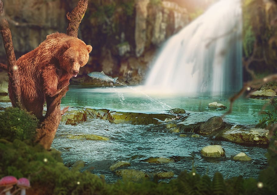 fantasy, brown bear, waterfall, river, fish, tree, rock, shrubs HD wallpaper