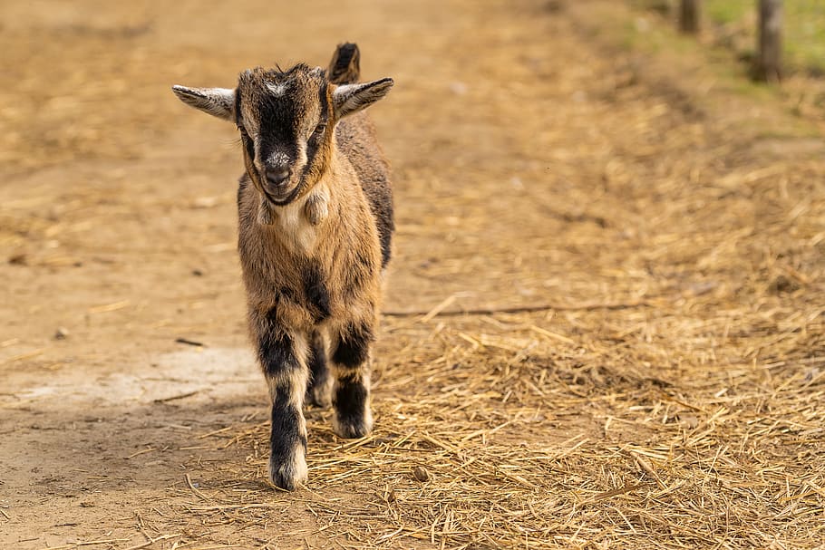 baby goat hd wallpapers