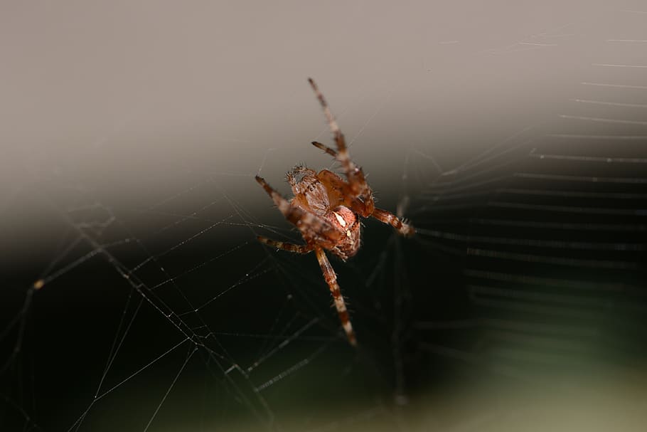 netherlands, hoorn, web, macro, close, up, spider, spiderweb HD wallpaper