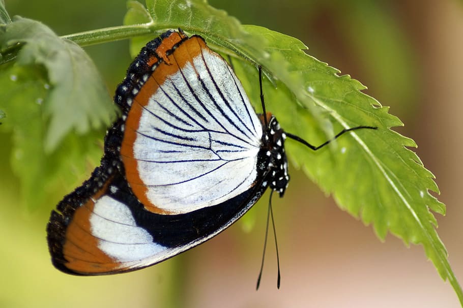butterfly, upside down, insect, exotic, tropical, animal, wing HD wallpaper