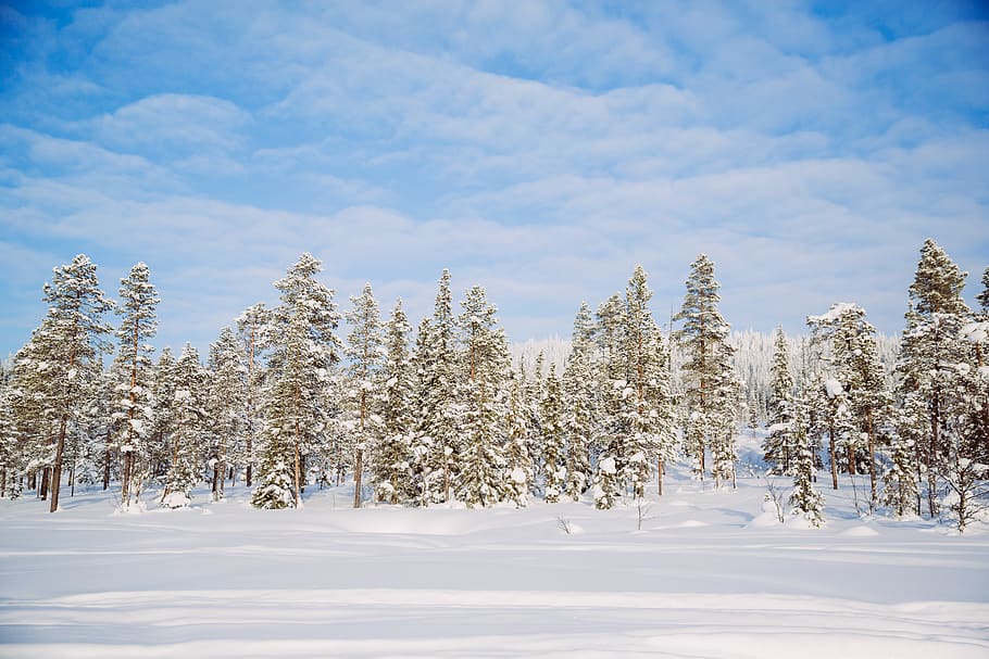 pine trees covered with snow, sweden, plant, conifer, spruce HD wallpaper