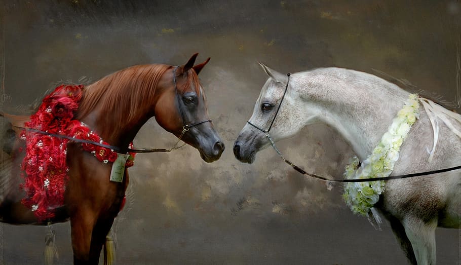 Free download White arabian horse wallpaper ForWallpapercom [1000x666] for  your Desktop, Mobile & Tablet | Explore 69+ Arabian Horse Wallpaper | Arabian  Horses Wallpaper, Horse Background, Horse Backgrounds