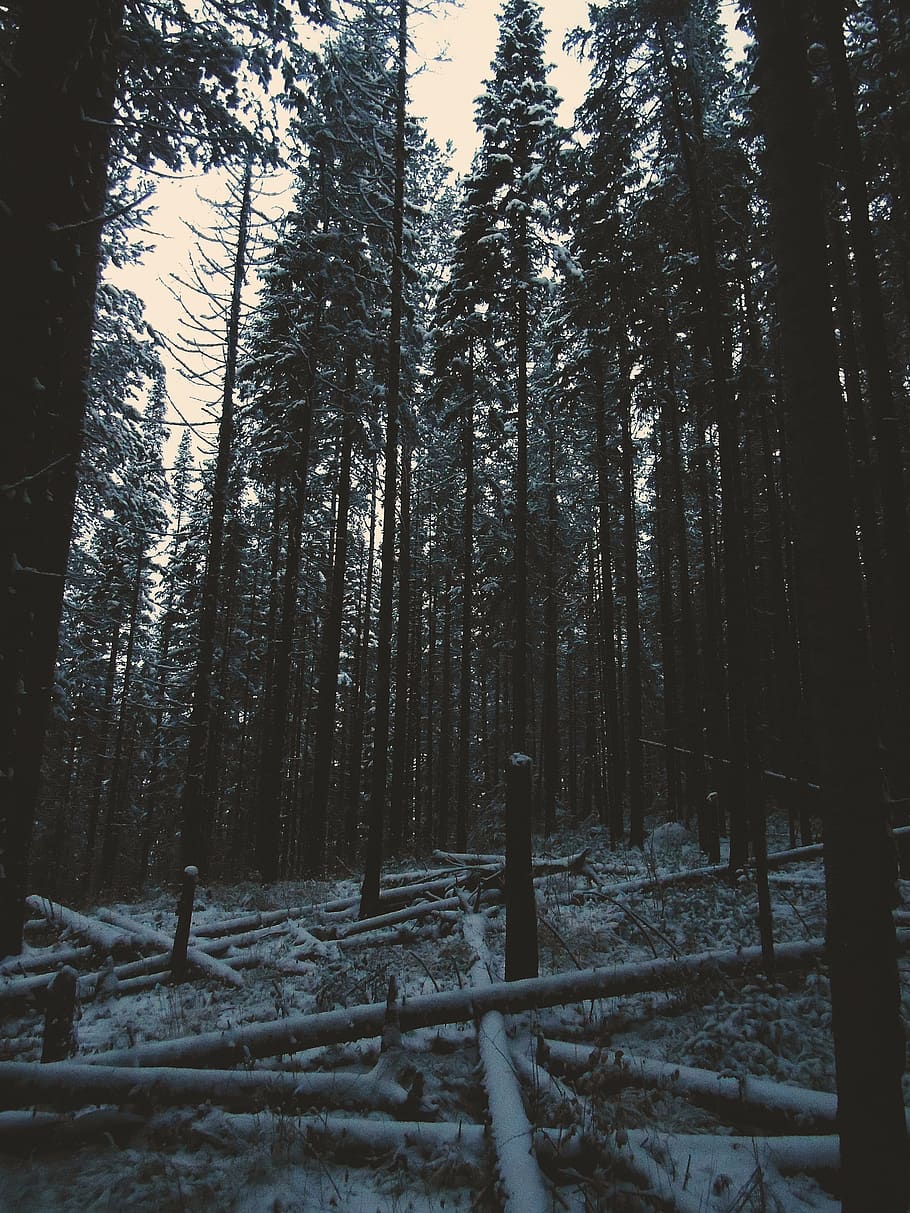 forest, winter, snow, trees, plant, land, tranquility, cold temperature HD wallpaper