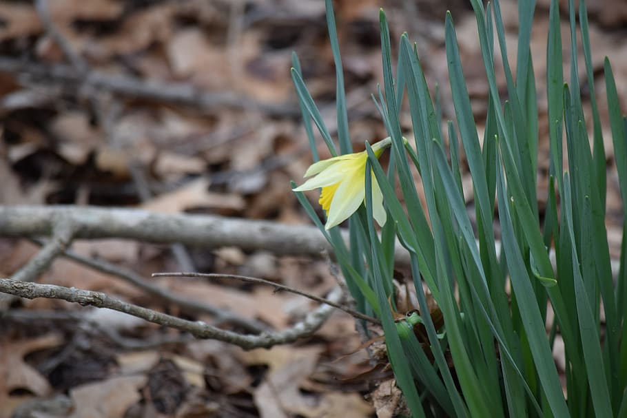 flower, nature, bloom, natural spring, daffodil, green, yellow HD wallpaper