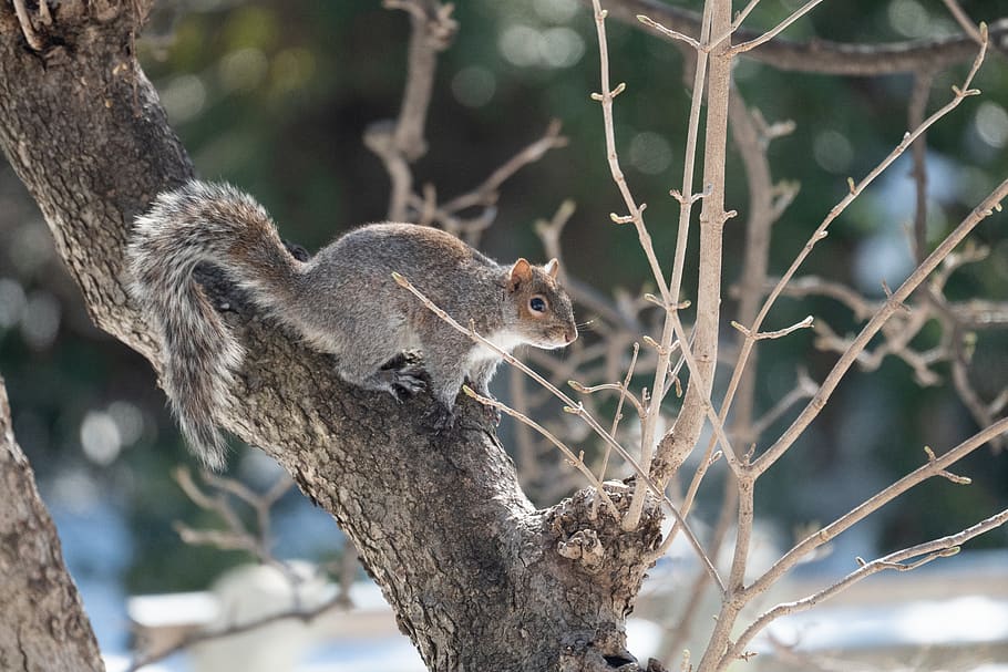 gray squirrel on brown tree, mammal, rodent, animal, food, eating HD wallpaper