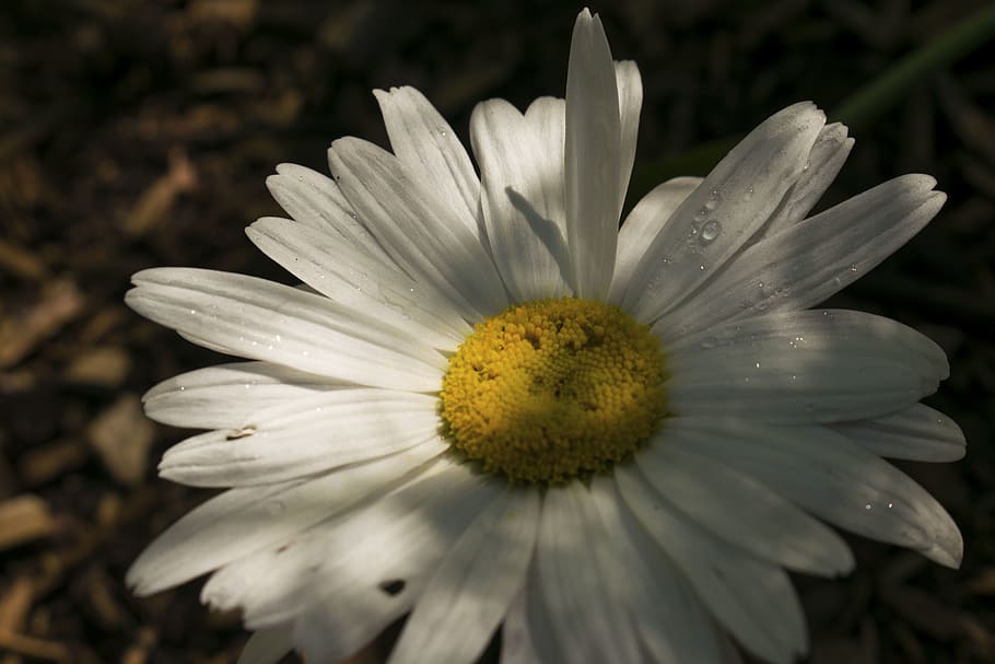 daisy, flower, plant, daisies, blossom, united states, houghton, HD wallpaper