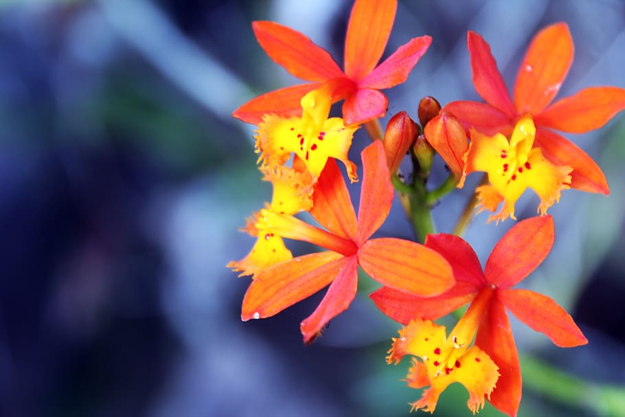 nature, plant, flower, flowering plant, fragility, vulnerability HD wallpaper