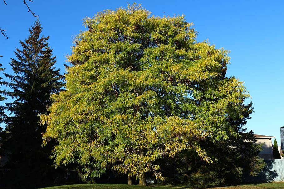 tree, fall, nature, trees, leaves, leaf, wood, green, branches HD wallpaper