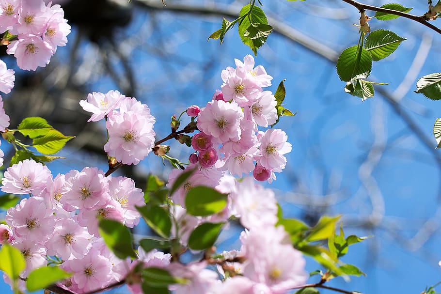 nature, inflorescence, cherry, cherry blossoms, garden, spring HD wallpaper
