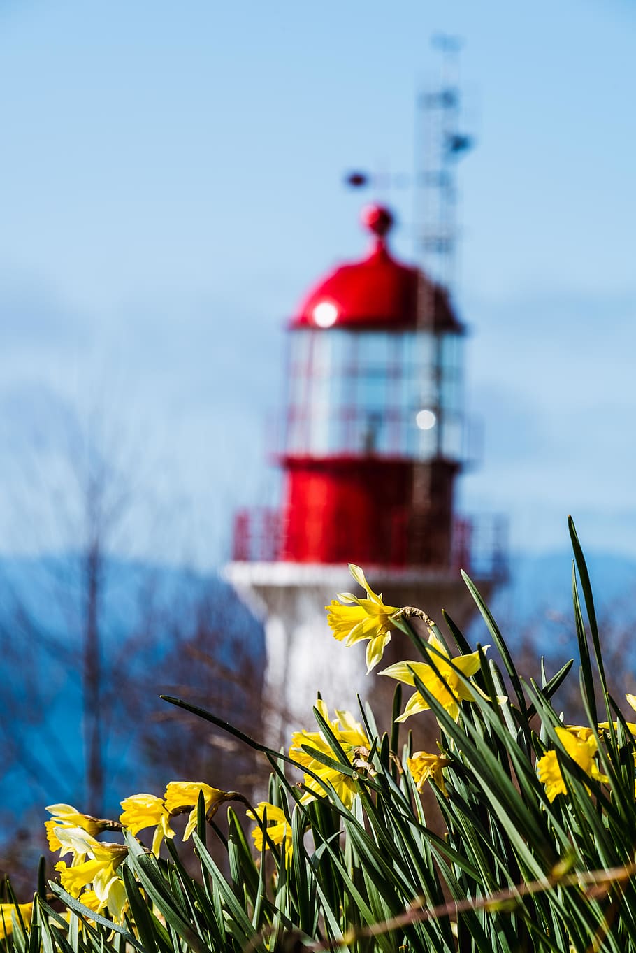Red Lighthouse, bloom, blossom, daffodil, flora, flowers, plant HD wallpaper