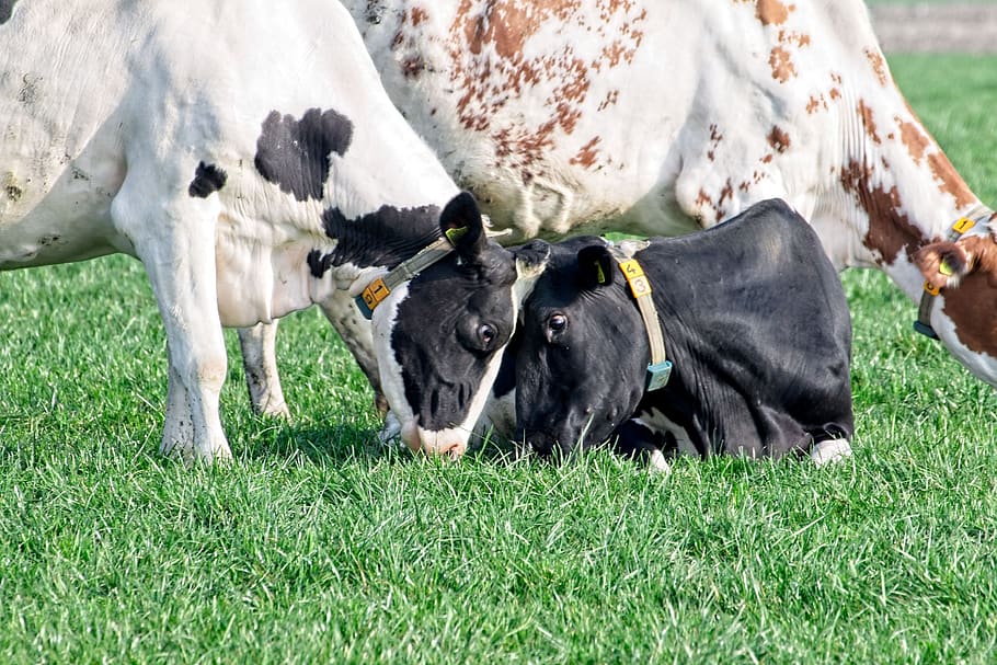 cow, cows, roan, cattle, meadow, grass, farm, animal, herkauwer HD wallpaper