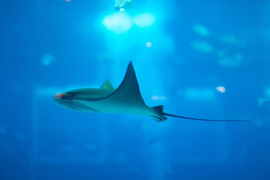 HD wallpaper: singapore, . aquarium, underwater, manta-ray, sea,  animals in the wild | Wallpaper Flare