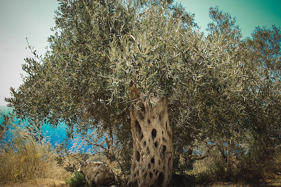 greece, corfu, tree, olive, plant, sky, growth, nature, beauty in nature HD wallpaper