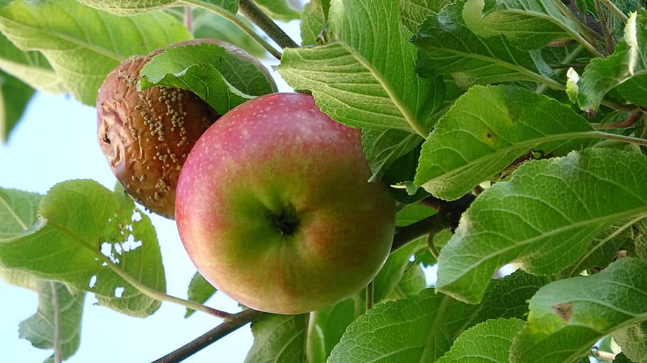 fruit, apple, food, vitamins, harvest, kernobstgewaechs, nature HD wallpaper