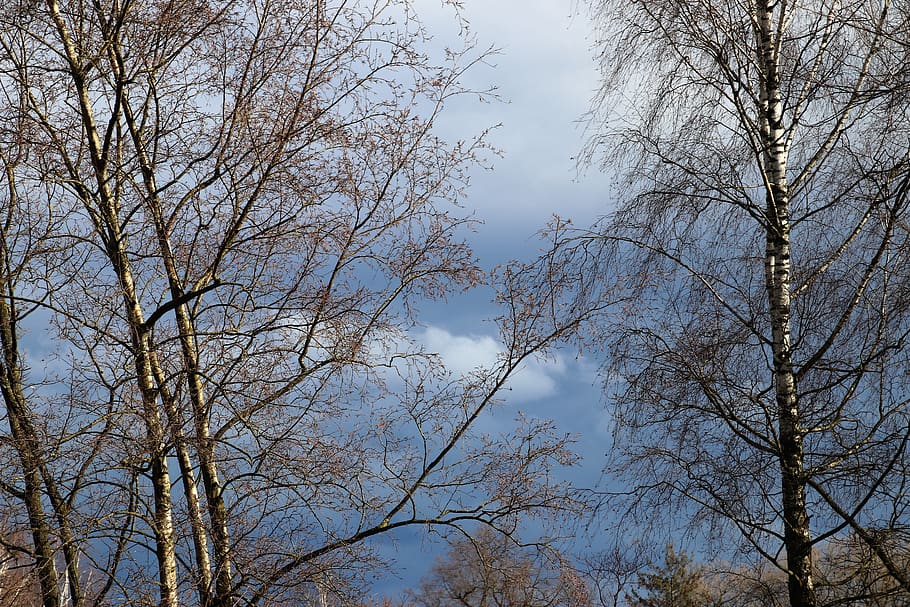 tree, birch, hanging, twigs, delicate, the silence, thin, spring HD wallpaper