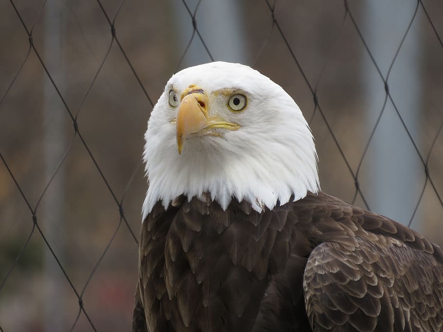 bald eagle, serious, bird, animal, america, nature, eyes, plumage HD wallpaper