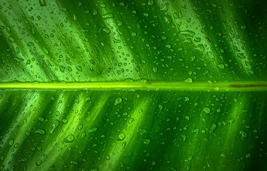 Close-up Photography of Leaf With Water Droplets, dew, green HD wallpaper