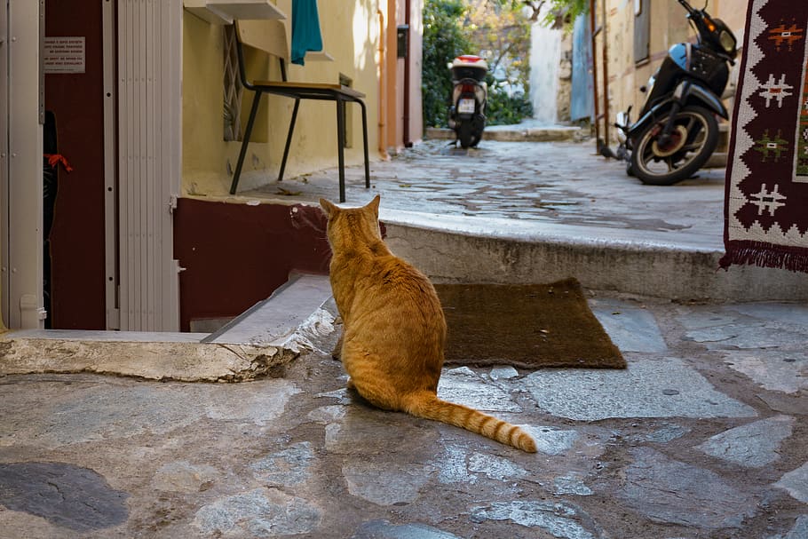 greece, athens, street, stones, rug, red cat, cute, tail, street cat, HD wallpaper