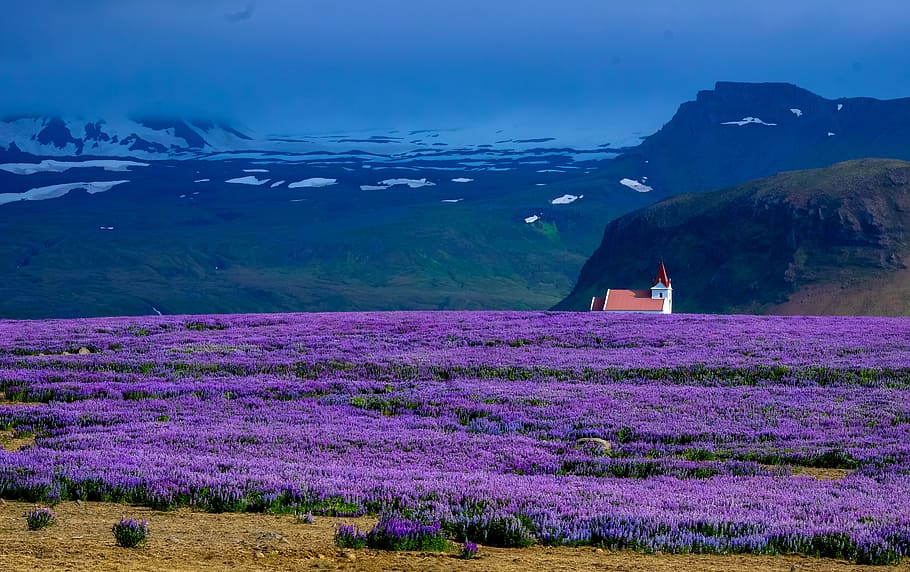 Purple Flower Field, agriculture, beautiful, countryside, dawn, HD wallpaper