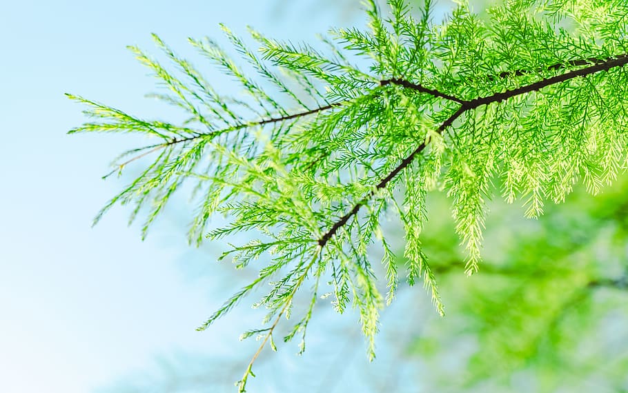 plant, tree, conifer, larch, dill, seasoning, food, fern, pine HD wallpaper