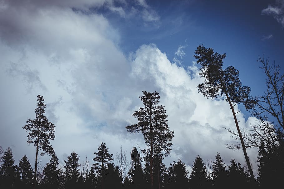sky, clouds, trees, dramatic, plant, cloud - sky, low angle view HD wallpaper