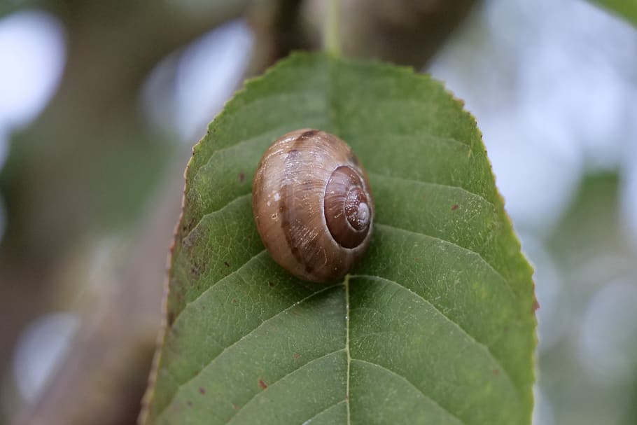 nature, snail, leaf, small, animal, invertebrate, mollusk, plant part HD wallpaper