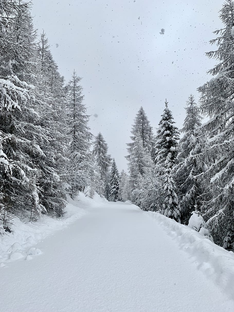 snow covered pine trees during daytime, plant, fir, abies, austria HD wallpaper