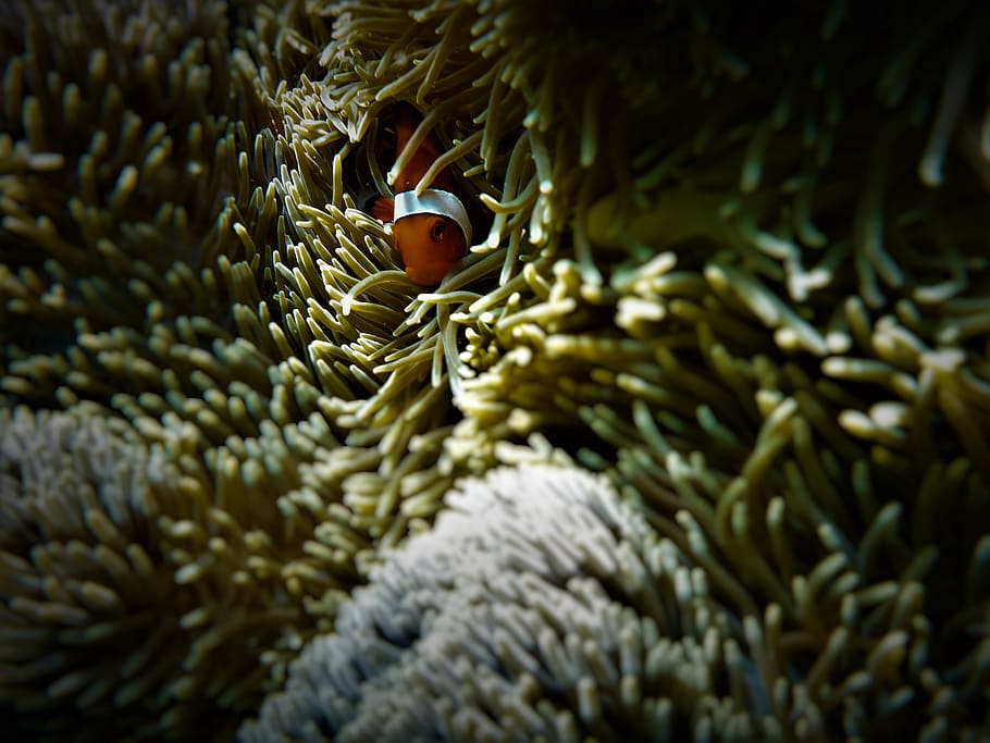 closeup photo of red clownfish coming out from coral, animal themes