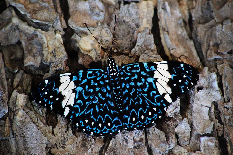 butterfly, wings, flying, insect, nature, cocoon, flowers, antennas HD wallpaper