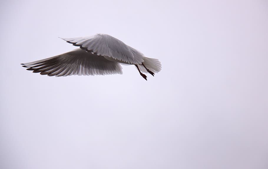 seagull, wings, bird, flying, expensive, natural, flight, dom HD wallpaper