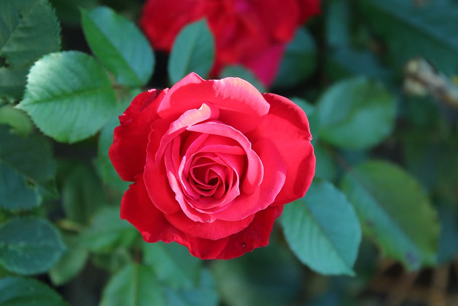 rose, red rose, romance, romantic, love, flower, beauty in nature HD wallpaper