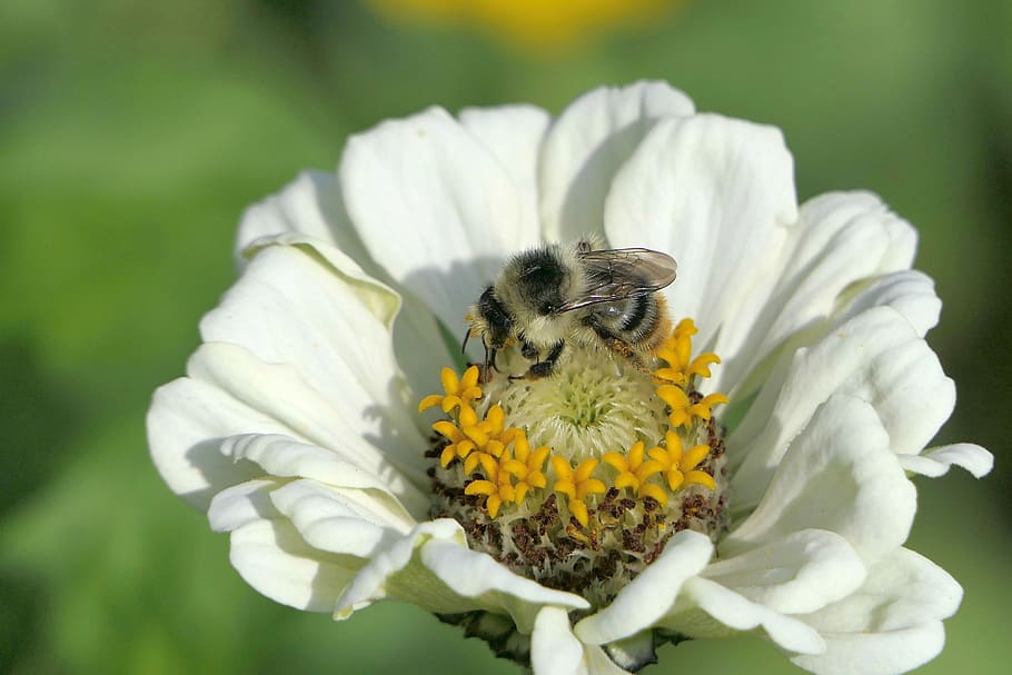 bee, blossom, bloom, macro, close up, summer, plant, garden HD wallpaper