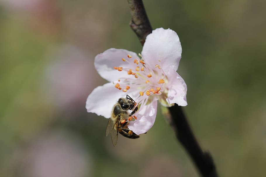 flower, peach tree, spring, flora, botanist, bee, fragility HD wallpaper