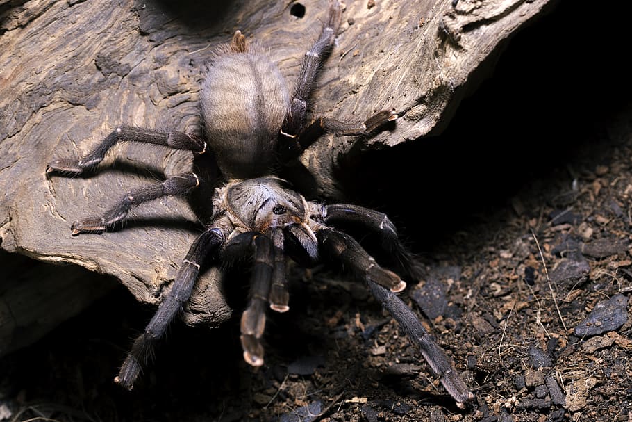 cyriopagopus, minax, thailand black, thai big black, tarantula