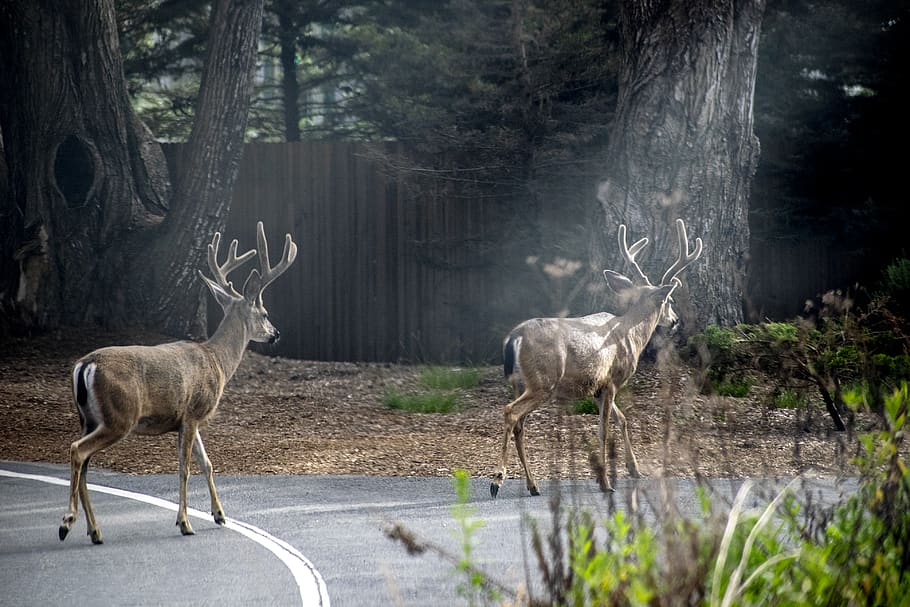 two brown deers, mammal, antelope, animal, wildlife, elk, antler HD wallpaper