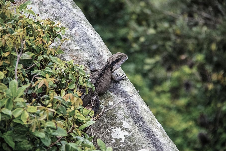 forrest, animal, lizard, australia, cliff, fall, autumn, trees HD wallpaper