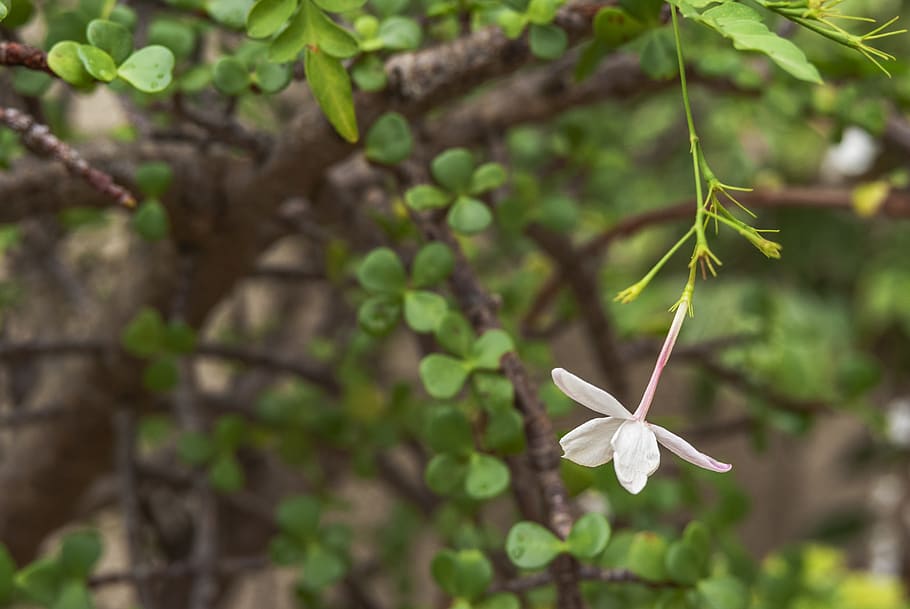 flower, jasmine, blur, white, loneliness, nature, garden, background HD wallpaper
