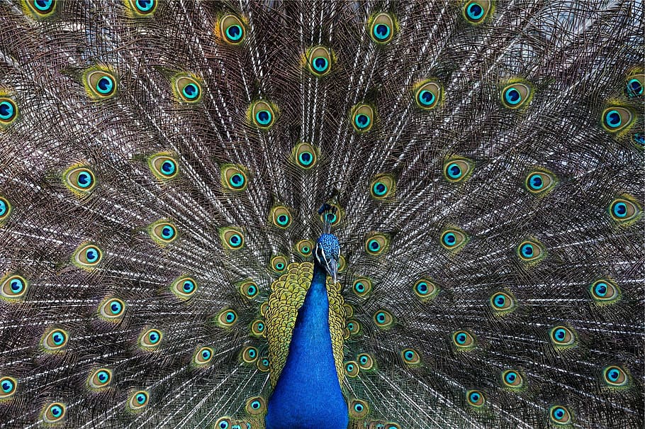 peacock, bird, animal, animal themes, peacock feather, animal wildlife HD wallpaper