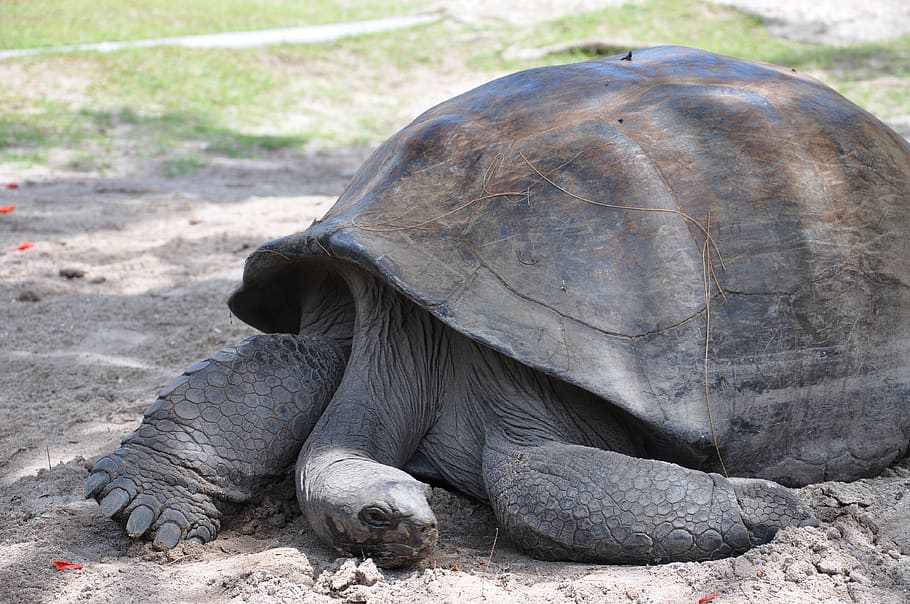 Online crop | HD wallpaper: seychelles, curieuse, animal, sleep ...