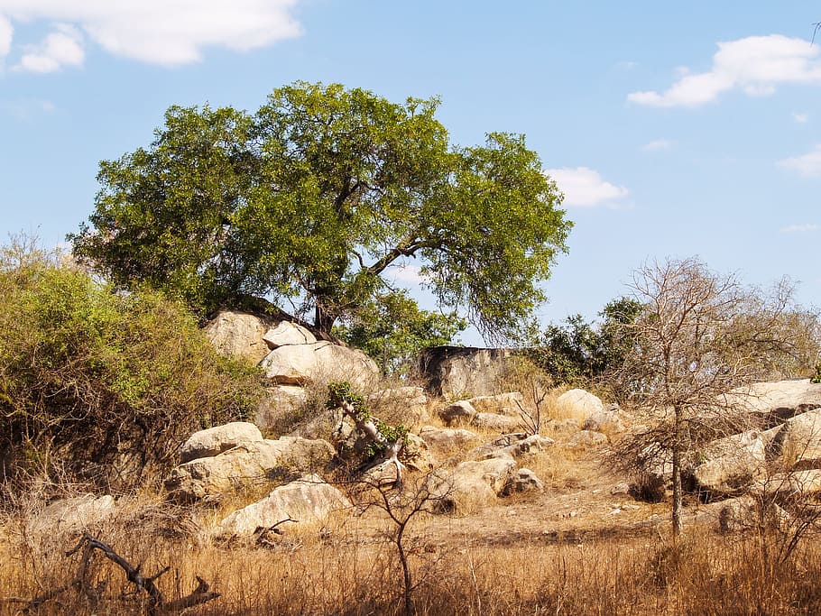 Green Leaf Tree Near Rocks, blue sky, clouds, countryside, environment HD wallpaper