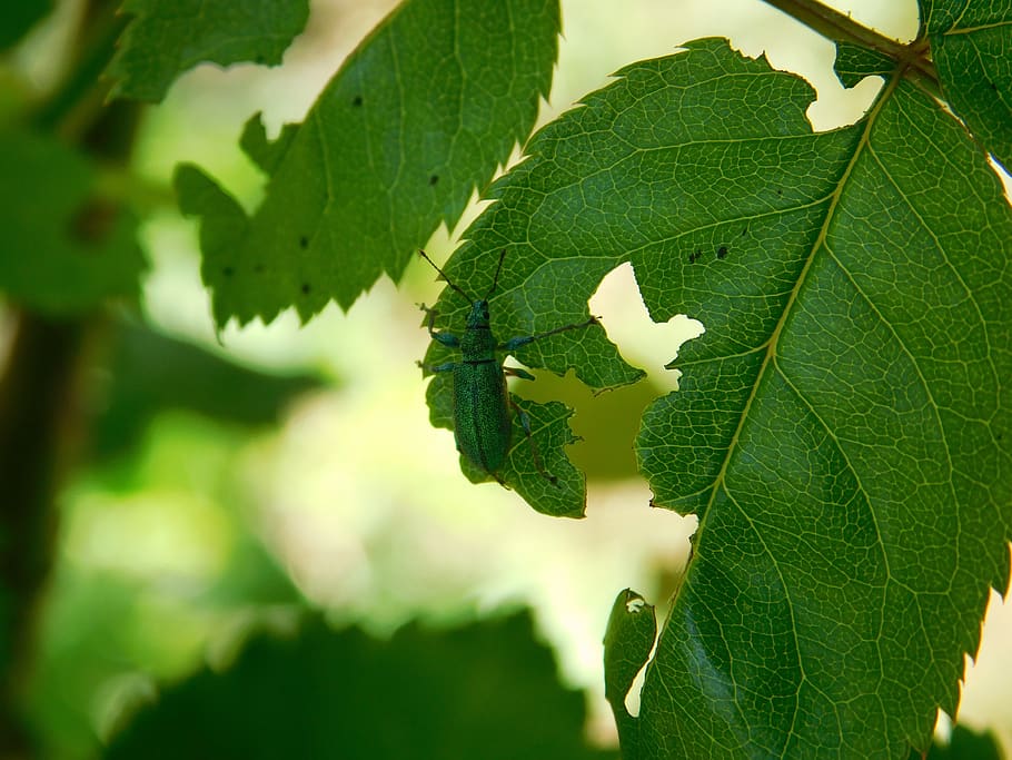 insect, leaf, tree, the beetle, garden, summer, green, nature HD wallpaper