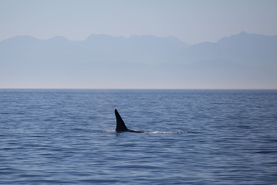 HD wallpaper: canada, british columbia, killer whale, fin, seascape ...