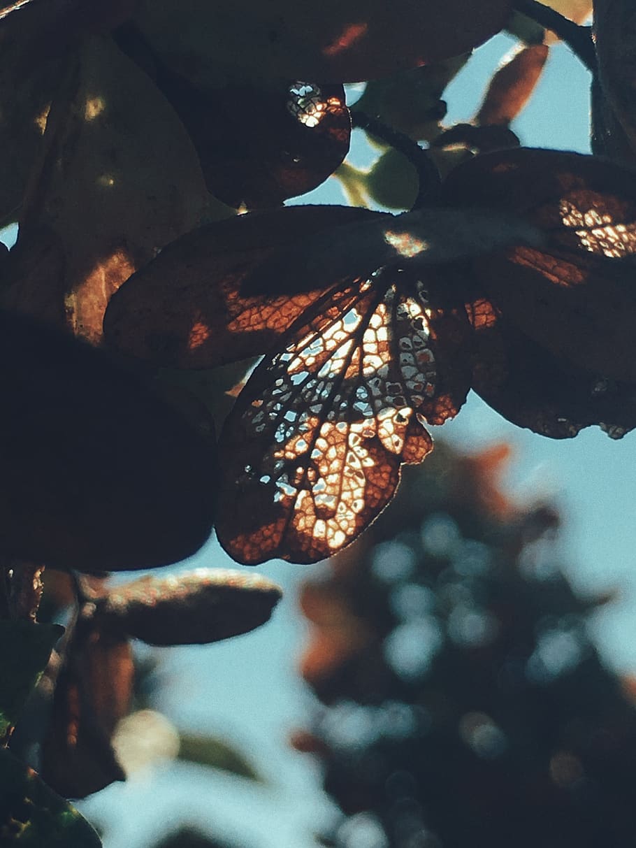 Close Up Photo Of Dry Leaves, daylight, macro, tree, plant, close-up HD wallpaper